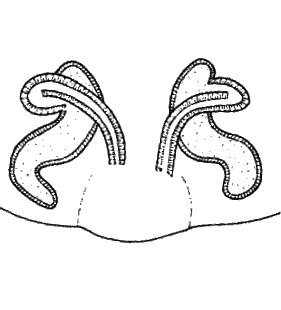 speciesimage