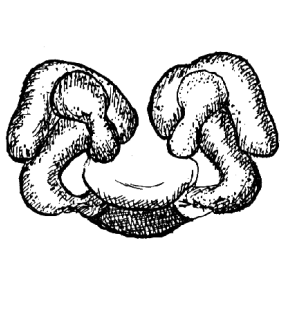 speciesimage