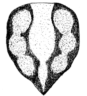 speciesimage
