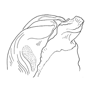 species
