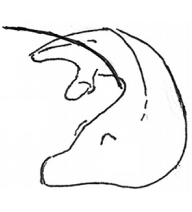 speciesimage