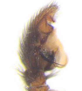 speciesimage