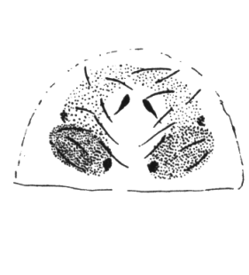 speciesimage