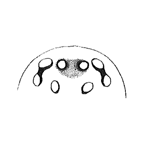 speciesimage