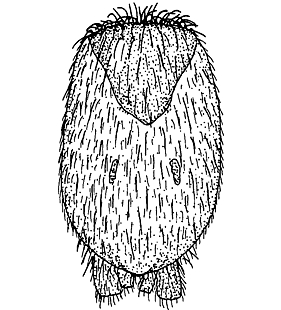 speciesimage