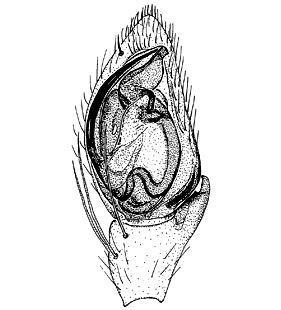 speciesimage