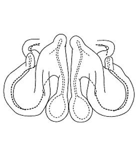 speciesimage