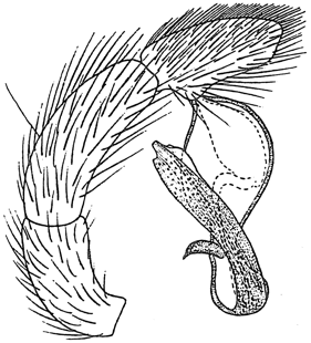 speciesimage