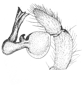speciesimage