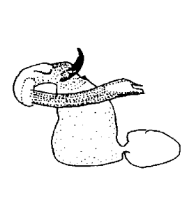 speciesimage