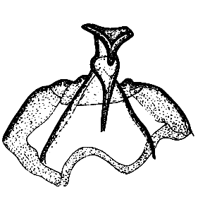 speciesimage
