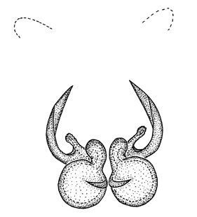 speciesimage