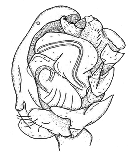 speciesimage