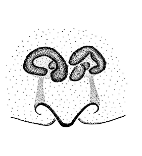speciesimage