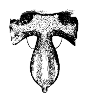 speciesimage