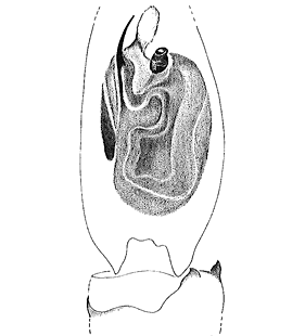 speciesimage