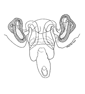 speciesimage