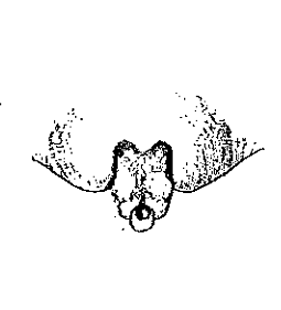 speciesimage