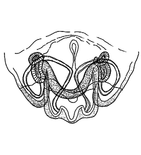 speciesimage