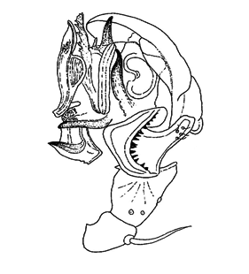speciesimage