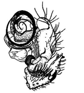 speciesimage