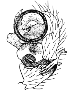 speciesimage