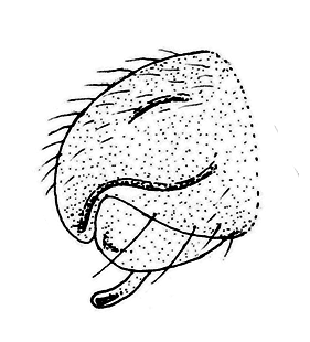speciesimage