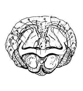 speciesimage
