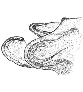 speciesimage