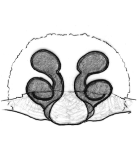 speciesimage
