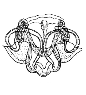 speciesimage