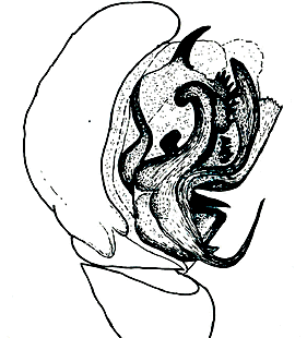 speciesimage