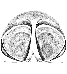 speciesimage