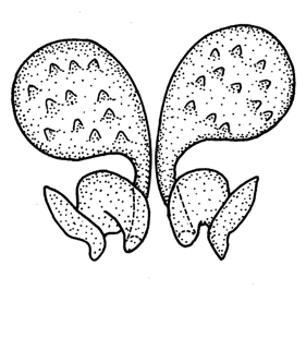 speciesimage