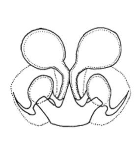 speciesimage