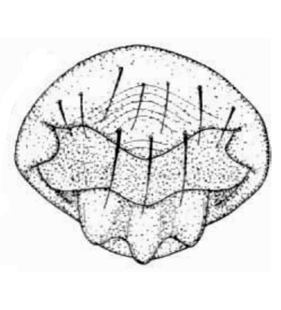 speciesimage