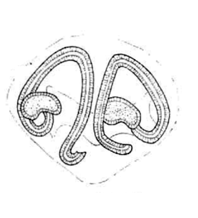 speciesimage