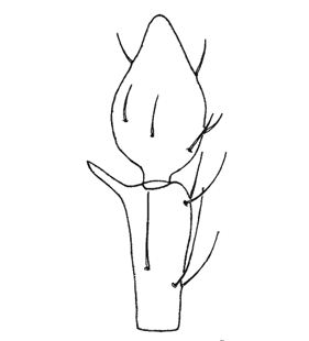 speciesimage