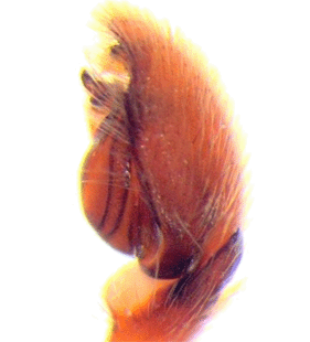 speciesimage