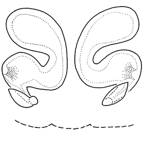 speciesimage