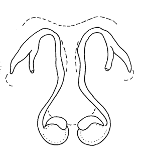 speciesimage