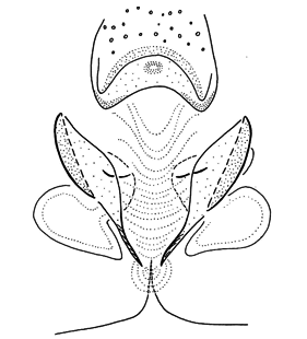 speciesimage