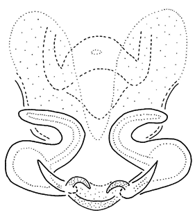 speciesimage