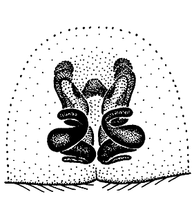 speciesimage