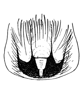 speciesimage