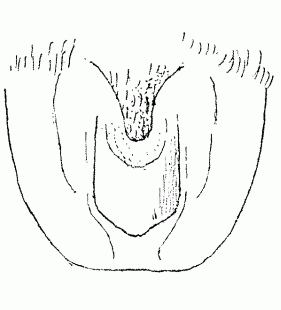speciesimage