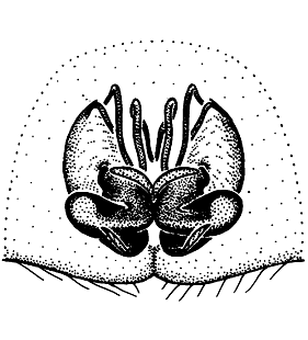 speciesimage