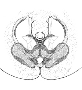 speciesimage