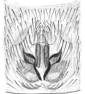 speciesimage