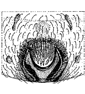 speciesimage